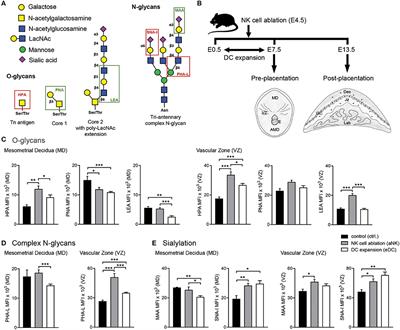 Altered Glycosylation Contributes to Placental Dysfunction Upon Early Disruption of the NK Cell-DC Dynamics